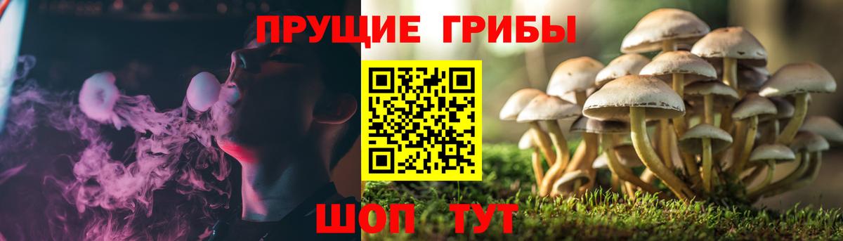 Галлюциногенные грибы Psilocybe Урус-Мартан